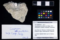 Foto (Objekt + Etikett) von Laeviprosopon punctatum (von Meyer, 1857)  (NHMW-GEO-2017-0089-0033)
